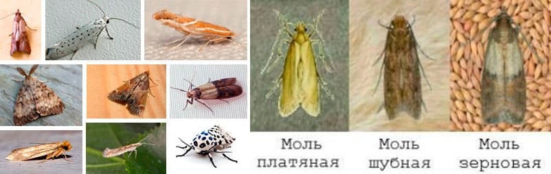 Вызвать СЭС. Уничтожения клопов. Дезинсекция. Клопы, тараканы. ROS-DEZ