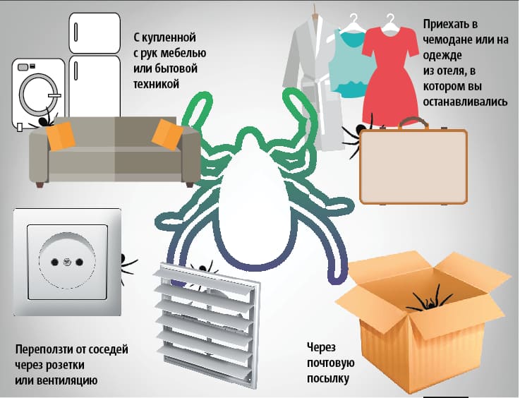 Уничтожение клопов в Збышках - Обработка от клопов в квартире в Збышках - Обработка помещений от клопов