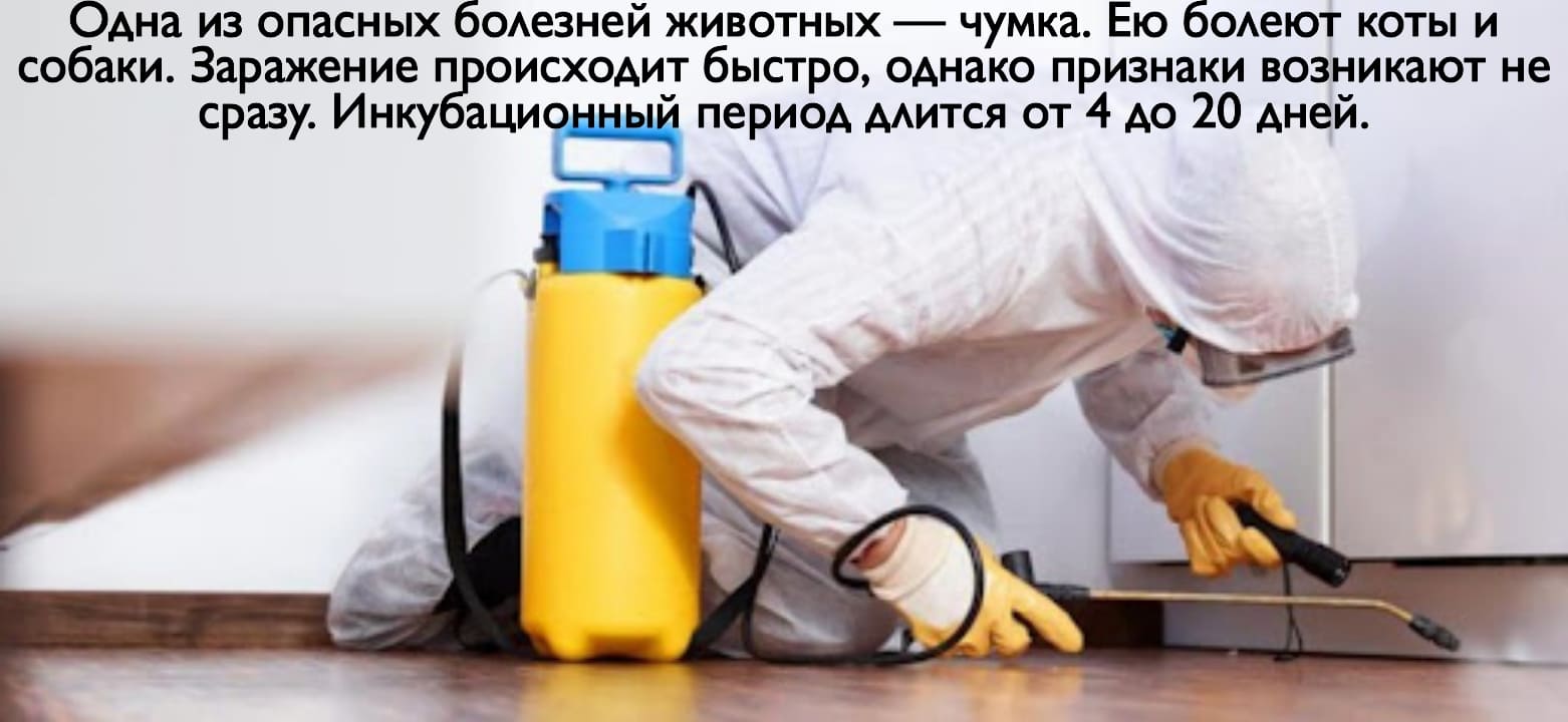Профессиональные услуги дезинсекции. Уничтожения тараканов. Работа по СанПин. Насекомые.Грызуны. ROS-DEZ
