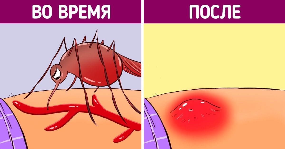 Профессиональная обработка дачного участка от комаров - Цена уничтожения насекомых комаров в помещениях - Эффективное уничтожение комаров Профессиональная обработка дачного участка от комаров - Цена уничтожения насекомых комаров в помещениях - Эффективное уничтожение комаров